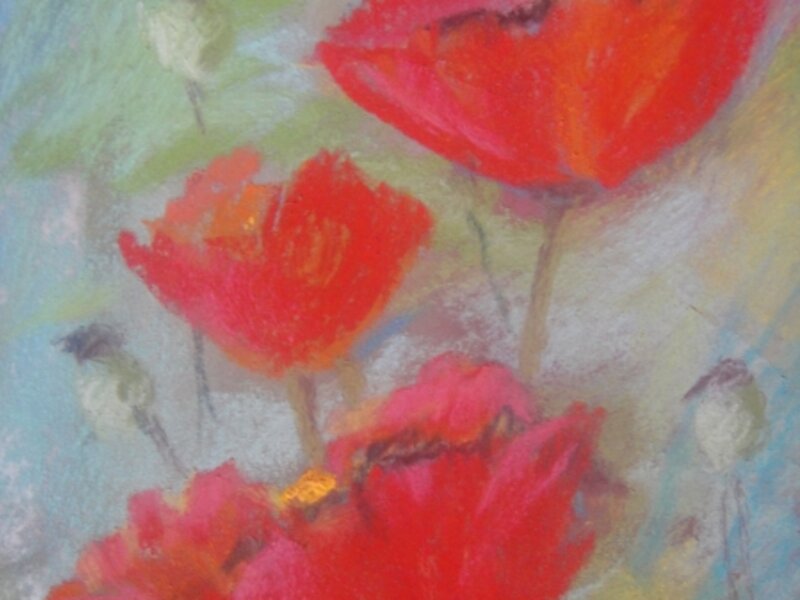 field poppies