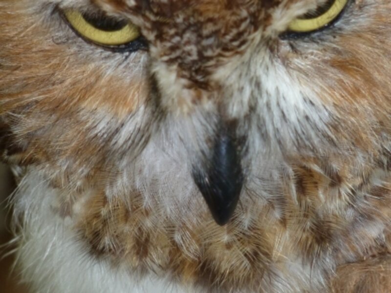 wise one