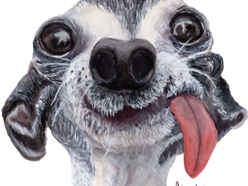 Pickles the Dog