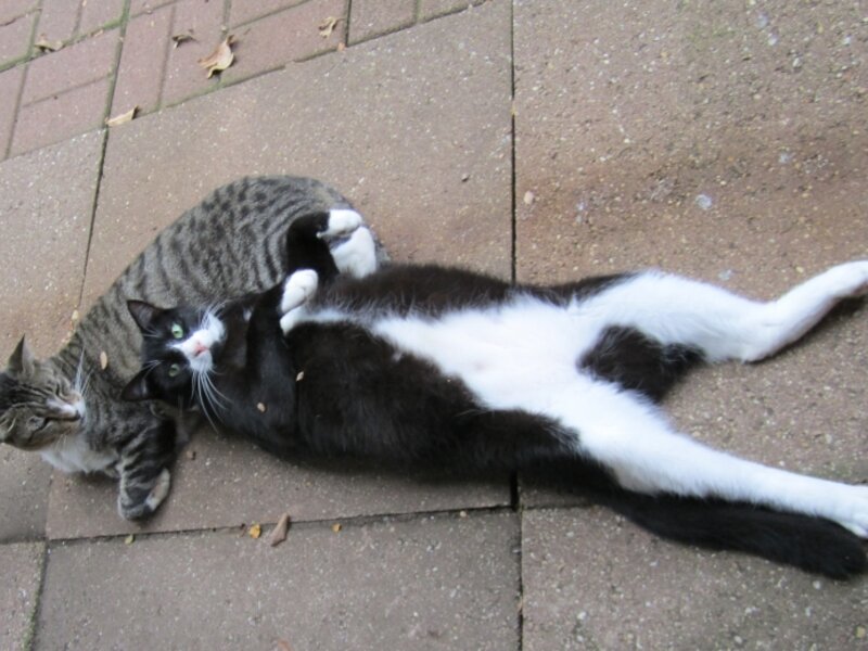 Buddy-Pillow, Charlie-Stretched