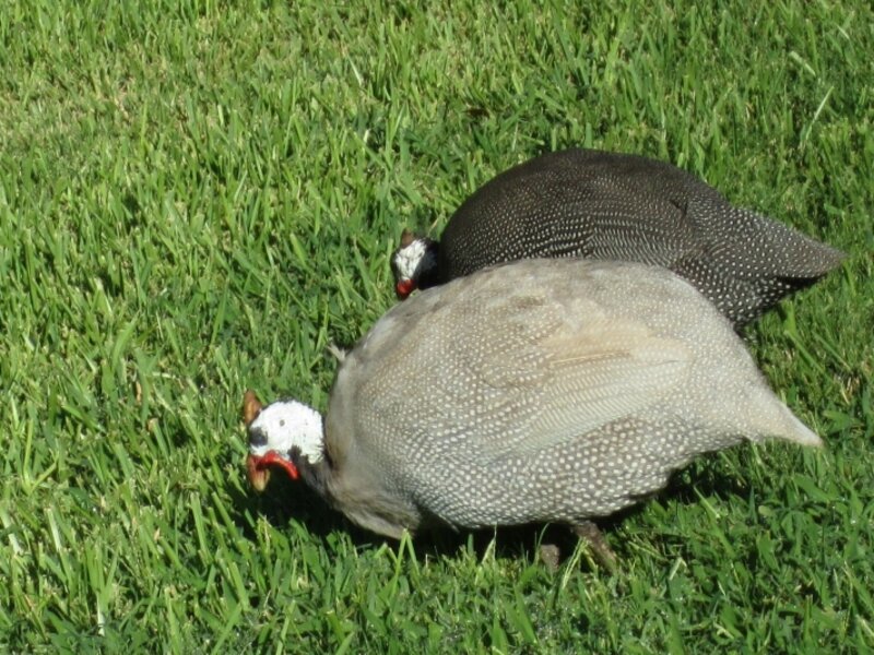 A Pair of Guineas