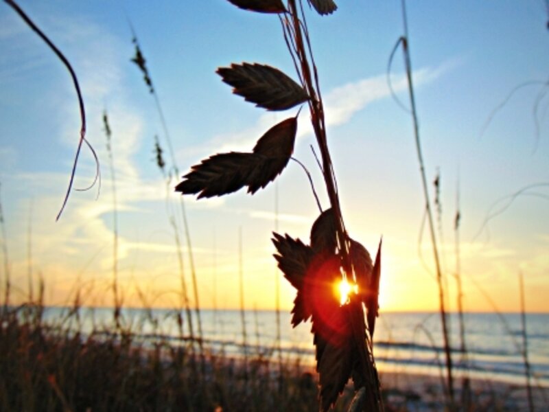 Sea Oats