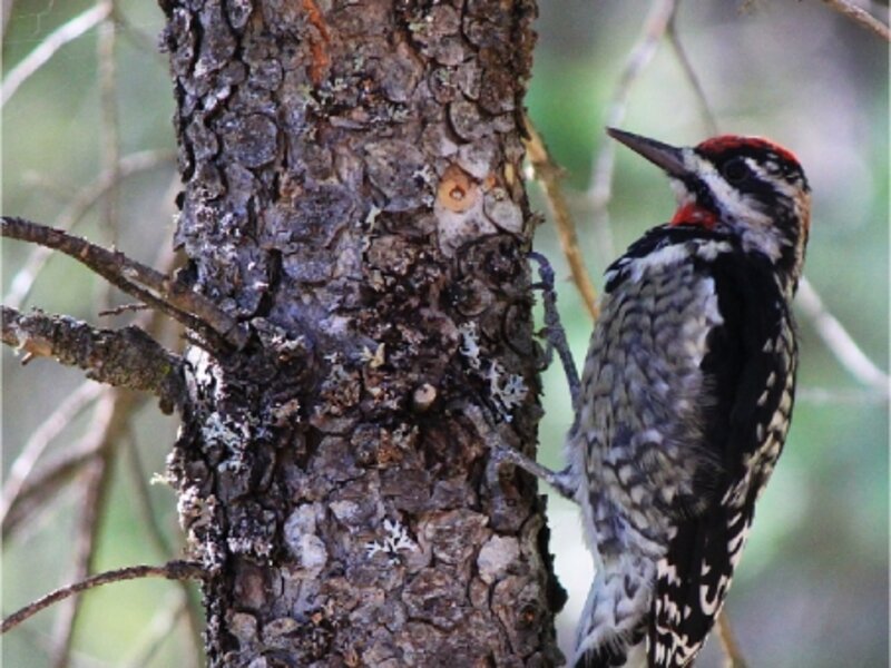 Juvenile Yellow-bellied Sapsucker