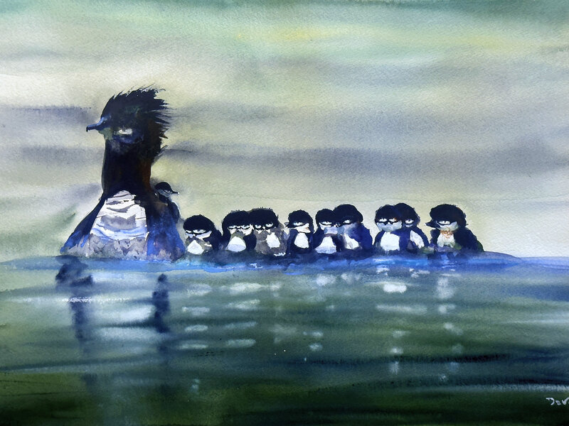 Ducks swimming, Common Merganser mother with Brood of chicks