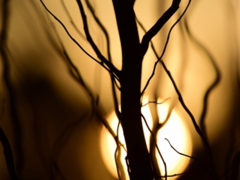 Setting sun through trees