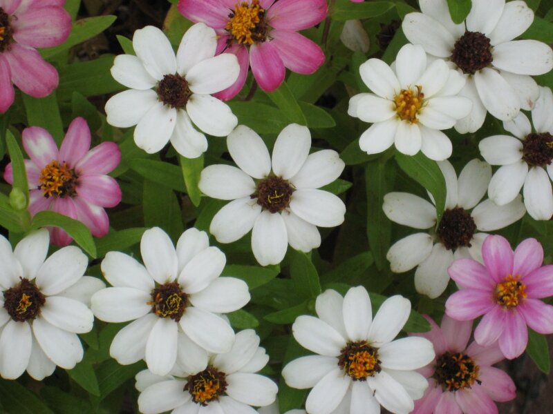 Pretty Flowers