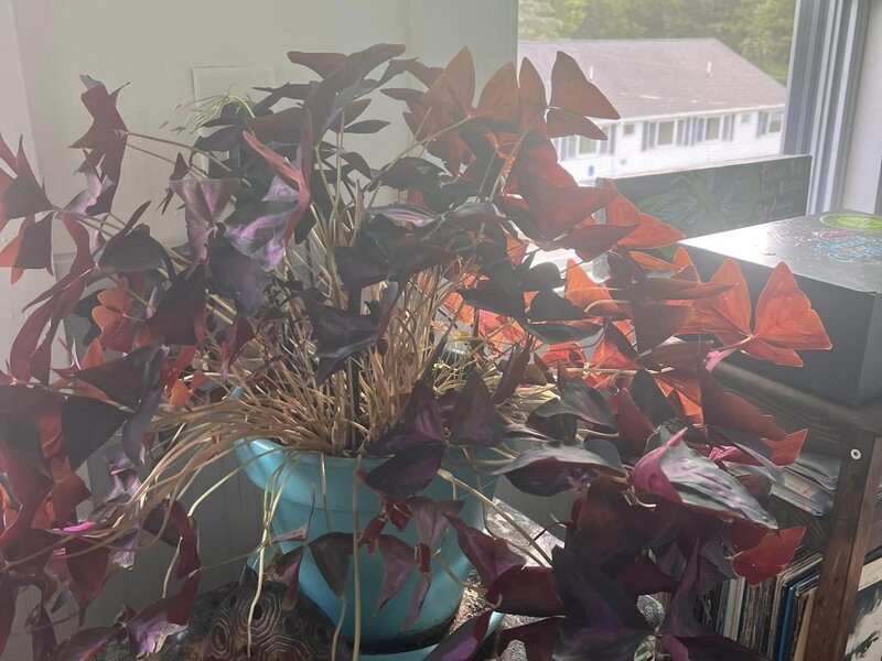 A large purple Oxalice plant sits in a sunny window