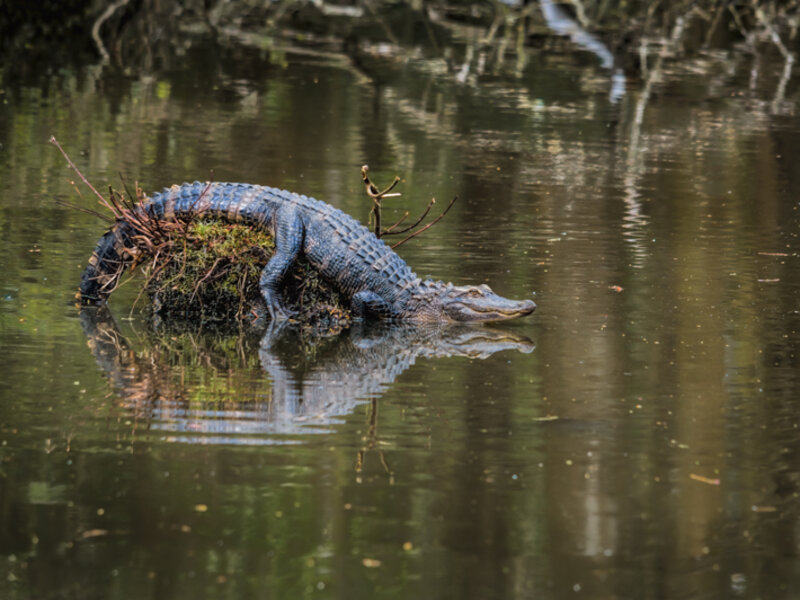 alligator reflections