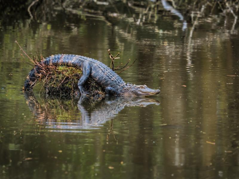 alligator reflections