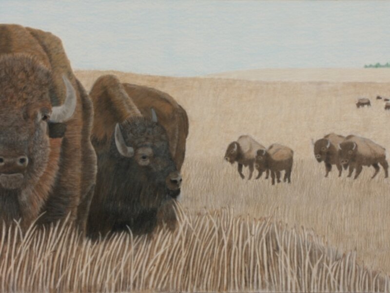 American Bison