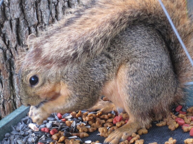Squirrel Enjoying Breakfast In The Birds' Hanging Tray