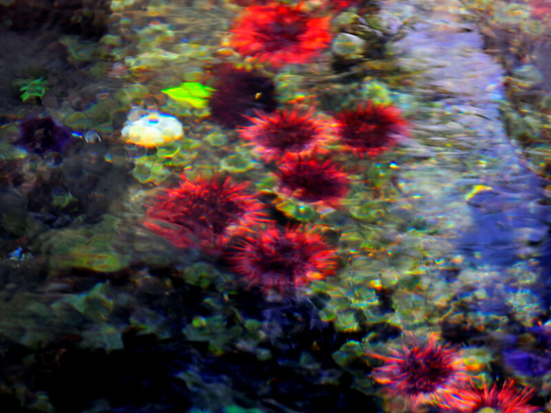 Aqua Botanica