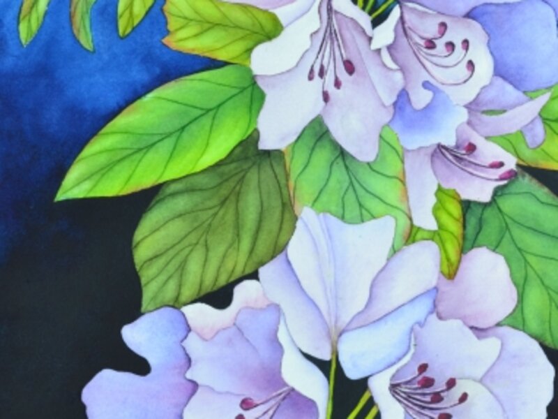 Arlene's Garden Beauty