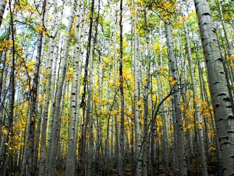Aspen Grove