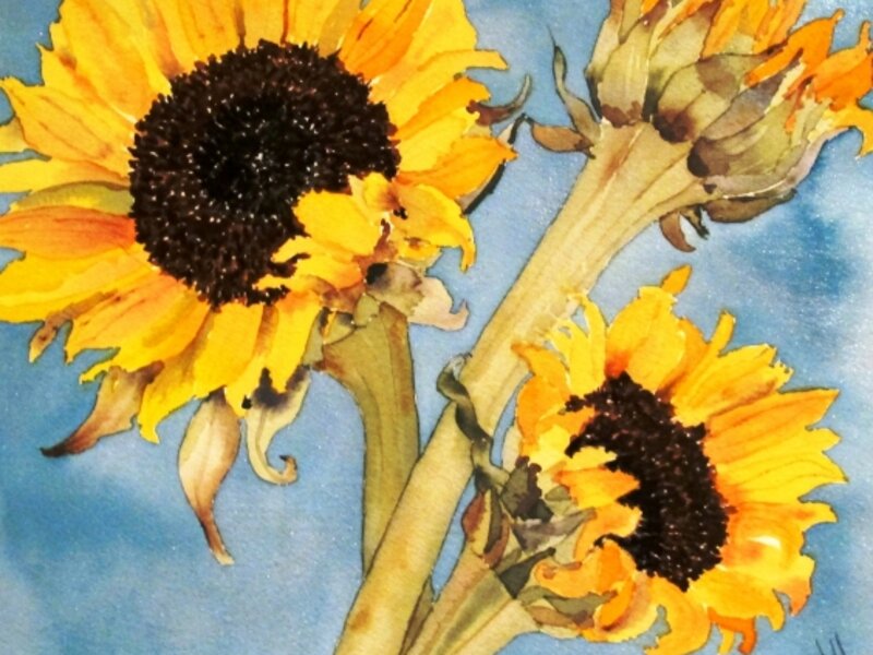 Sunflowers