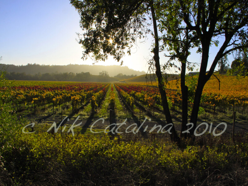 November Vineyard