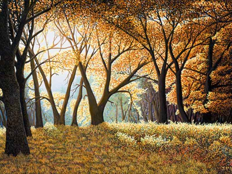 Autumn Canopy