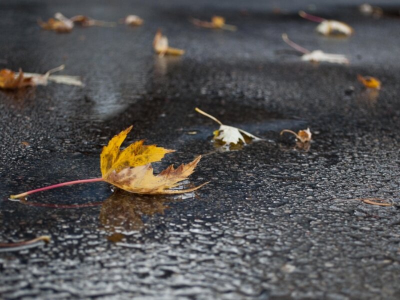 Autumn Rain