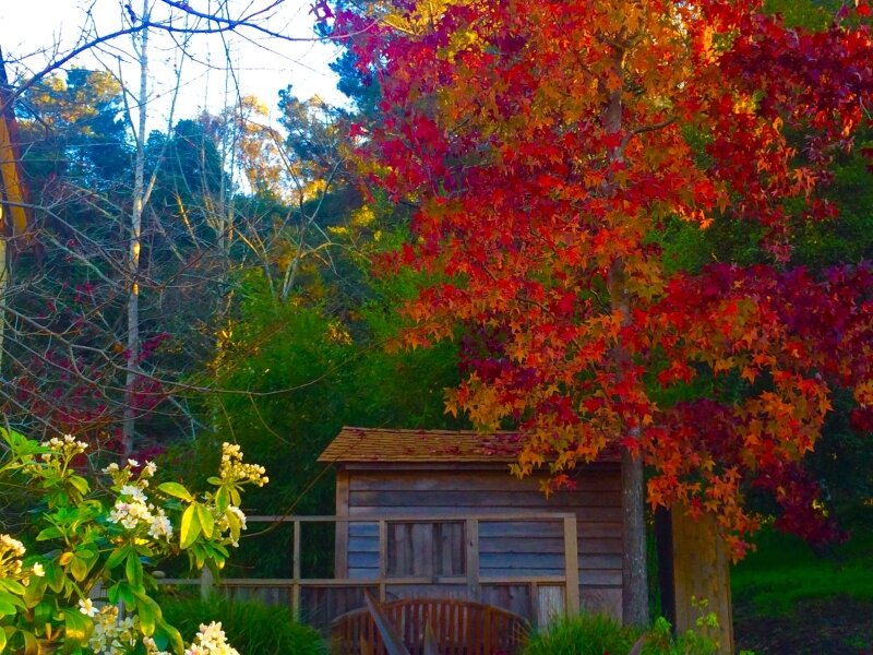 Warm tones quietly fall, bathed in rich beauty, the earth silently smiles..