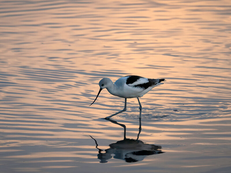 A lone avocet at dawn