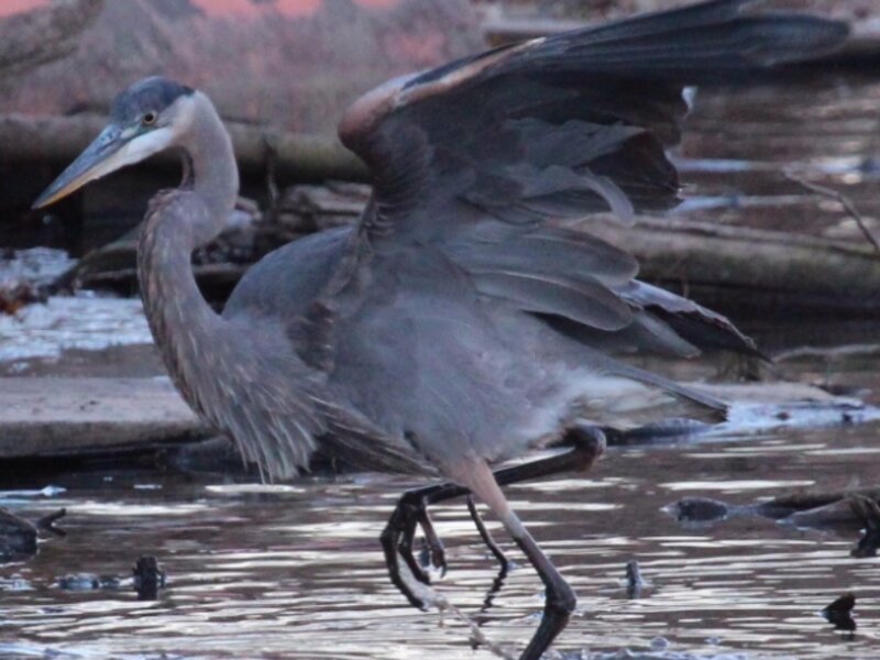 Great Blue Heron