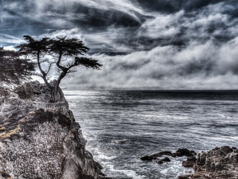Iconic Pebble Beach Tree