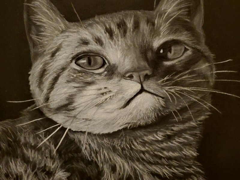 A tabby cat drawn in white charcoal on black paper.
