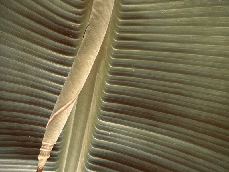 Photograph of banana leaf, August, 2025.