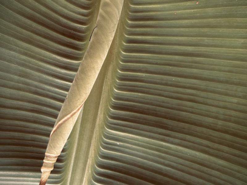Photograph of banana leaf, August, 2025.