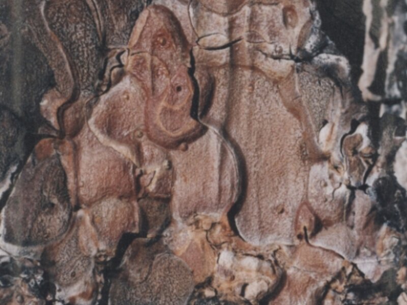 Buddha in a Tree