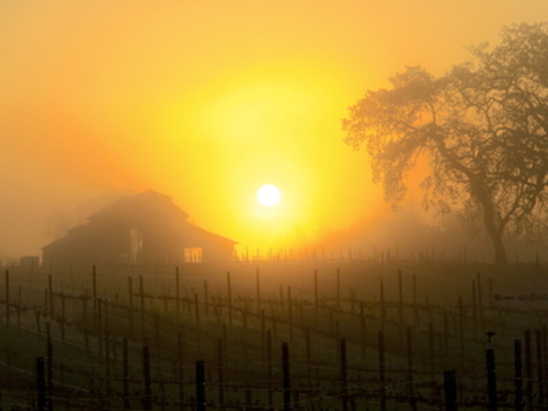 Vineyard Barn Sunrise