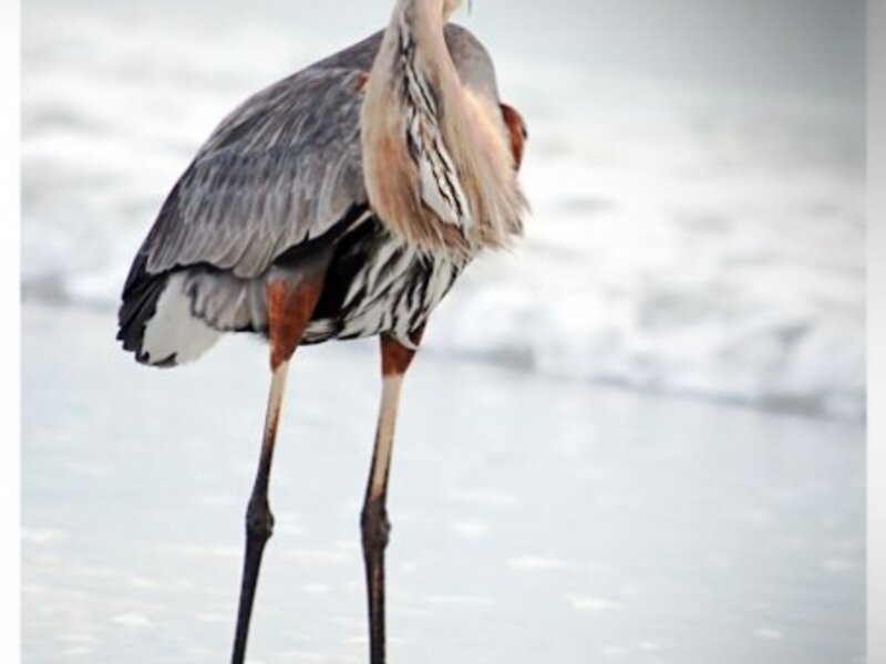 Feathers at the Beach