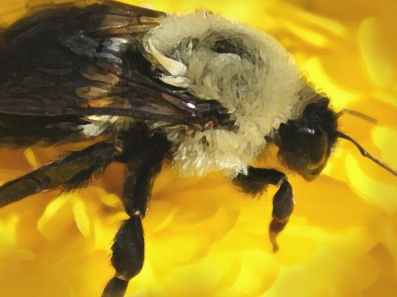 Bumble Bee