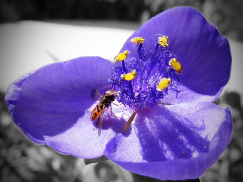 Bee on a flower
