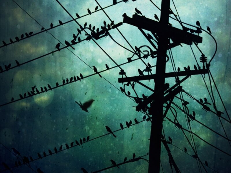 Bird City