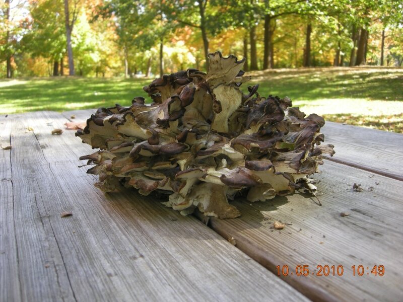 Black staining polypore mushroom.