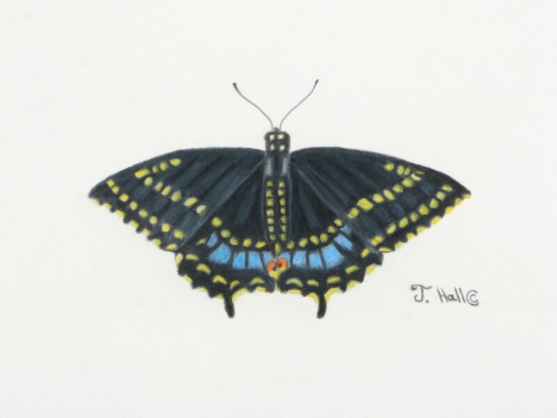Black Swallowtail Butterfly