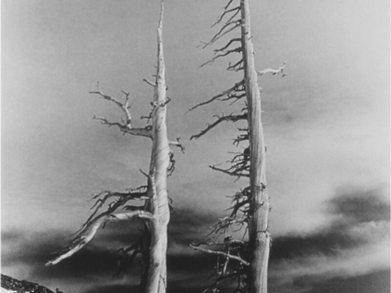 Wind-sculpted trees, Desolation Valley Wilderness, Lake Tahoe 