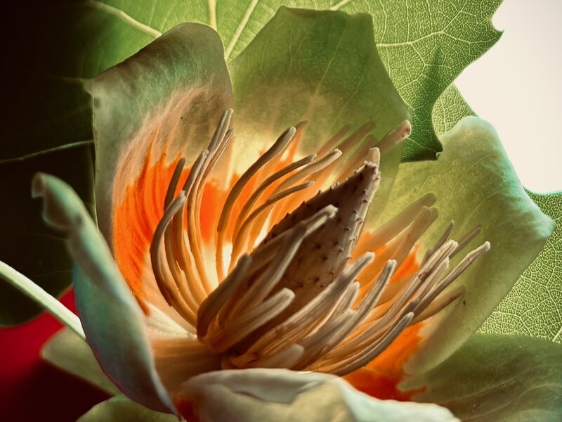 Photograph of blossom, April 20, 2025.