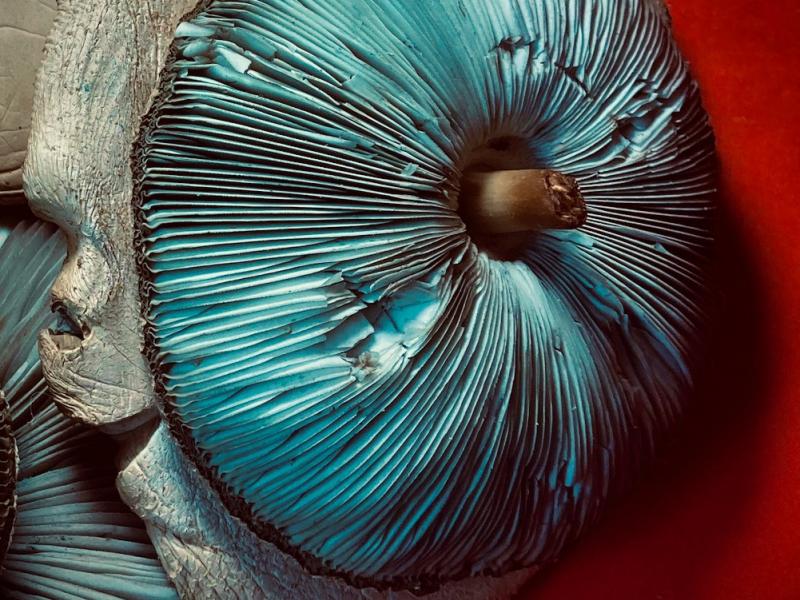 Photo of wild mushrooms on red backdrop with LED illumination