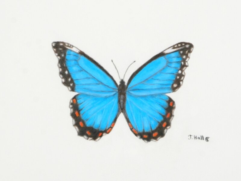 Blue Morpho Butterfly