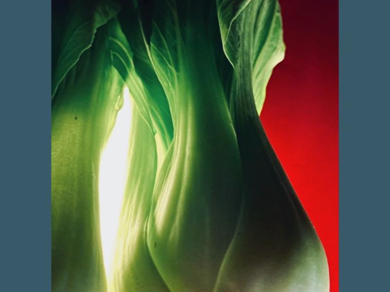 Photo of Bok Choy vegetable, October, 2024