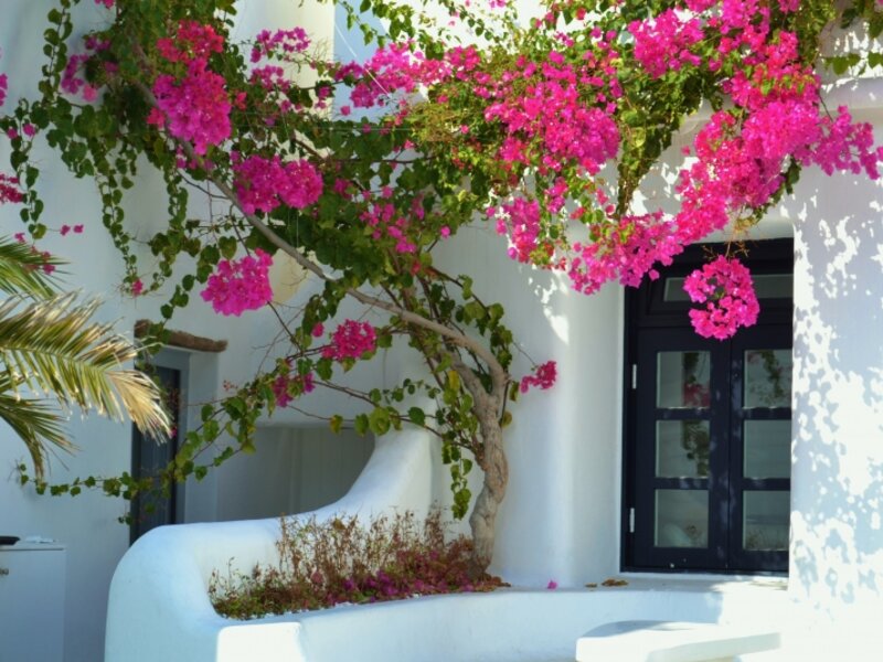 Bouginvilla