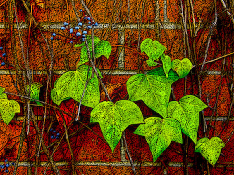 Bricks & Ivy 