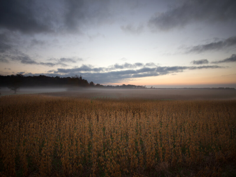 Fog Over Soybeans