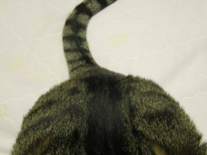 Buddy Cat's Happy Tail
