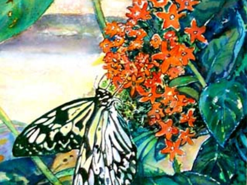 Butterfly at Mackinaw