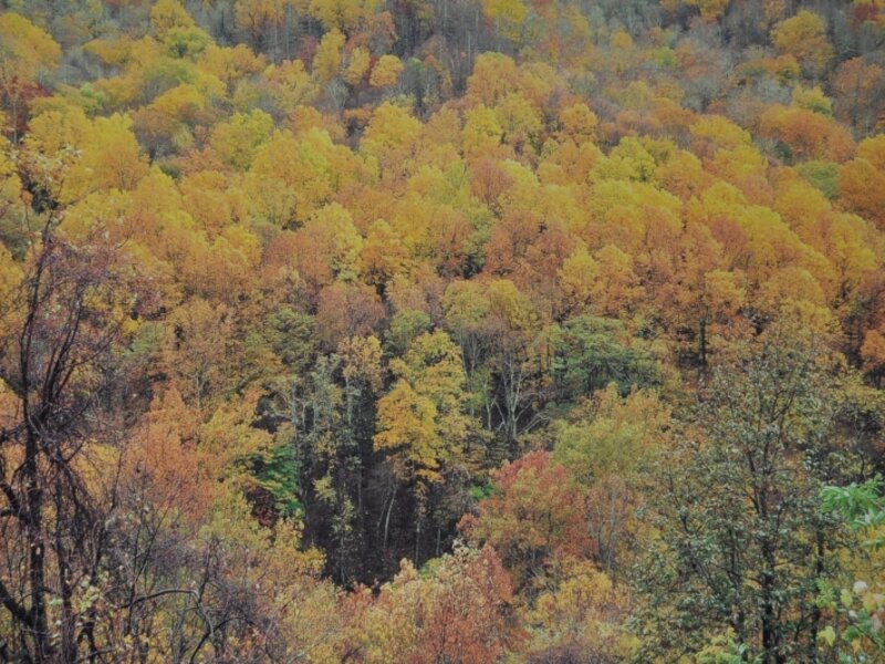 Natures paintbrush