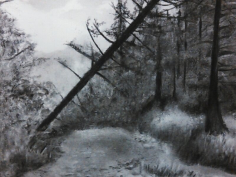 Fallen Tree