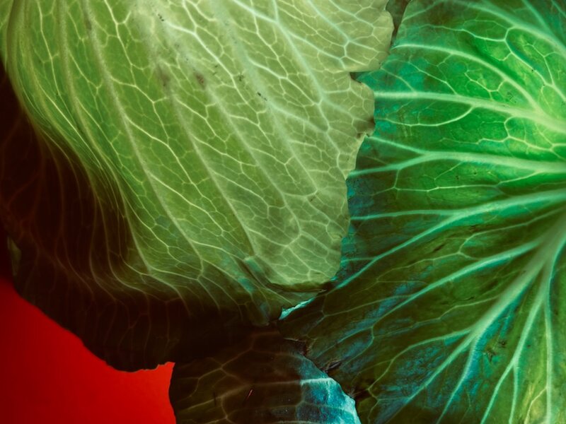 "Cabbage Town", photo of illuminated vegetable, May 1, 2025.